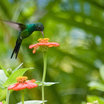 Cozumel Emerald